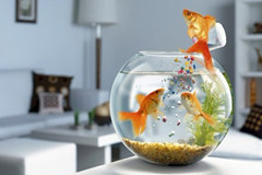 家裝中擺放置魚缸養(yǎng)風(fēng)水魚的旺風(fēng)水術(shù)