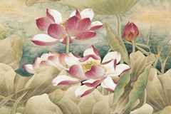蓮花朵朵開(kāi)