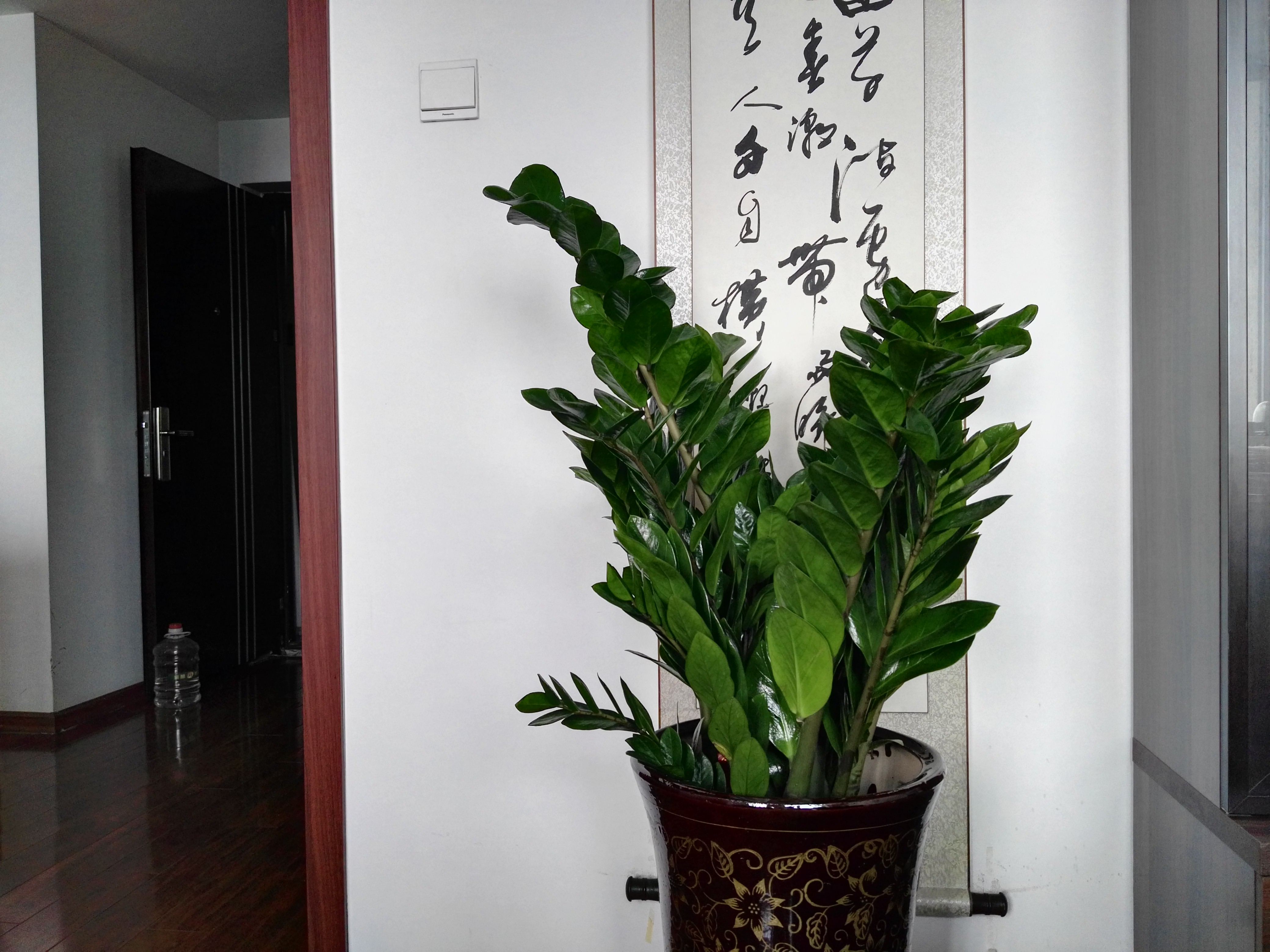 金錢樹的風(fēng)水作用